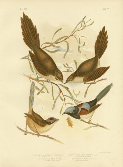 Pájaro de cerdas, 1891 de Gracius Broinowski